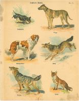 &uuml;bersichtstafel einiger Hunderassen