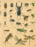 &uuml;bersichtstafel mitteleurop&auml;ischer Insektenarten